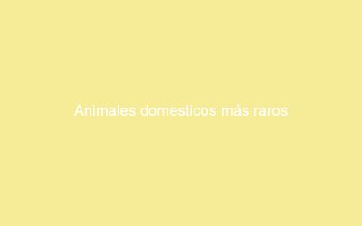 Animales domesticos más raros