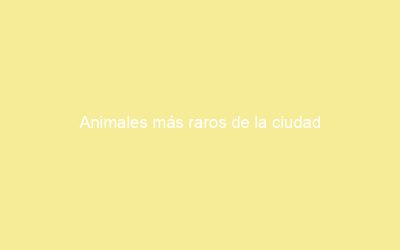 Animales más raros de la ciudad