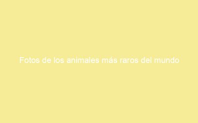 Fotos de los animales más raros del mundo