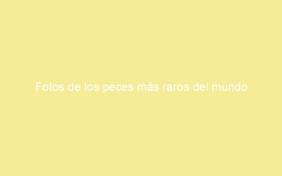 Fotos de los peces más raros del mundo