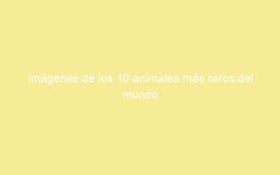Imágenes de los 10 animales más raros del mundo