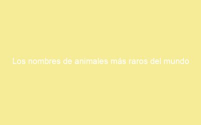 Los nombres de animales más raros del mundo