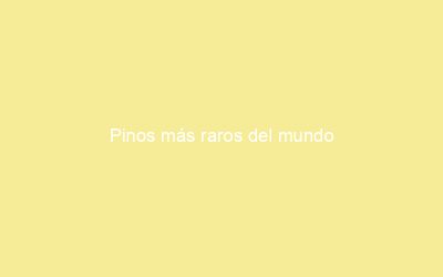 Pinos más raros del mundo