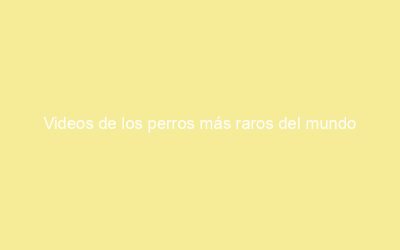 Videos de los perros más raros del mundo